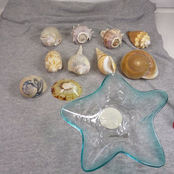 Collection of REAL Sea Shells in plastic star fish dish (over 1 pound) - Picture 2 of 12